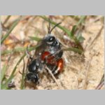 Sphecodes sp - Blutbiene 09a 9mm Paarung.jpg